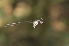 Micrathena nigrichelis