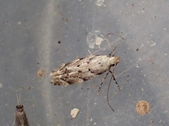 Coleotechnites piceaella