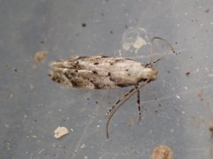 Coleotechnites piceaella