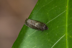 Cryptaspasma