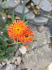 Pilosella aurantiaca