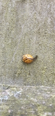 Harmonia axyridis