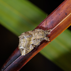 Callopistria flavitincta