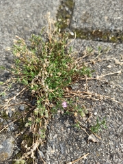 Spergularia rubra