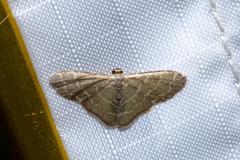 Lophophleps triangularis