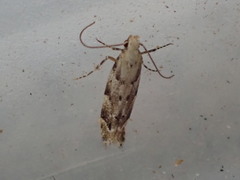 Coleotechnites piceaella