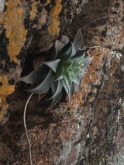 Dudleya rubens