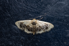 Idaea macrospila