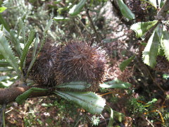 Banksia ornata