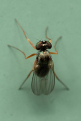 Medeterinae