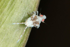 Lophopidae