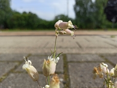 Silene vulgaris