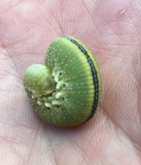 Cimbex femoratus