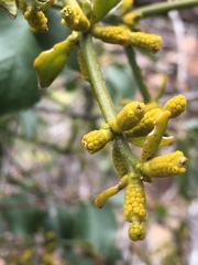 Phoradendron brachystachyum
