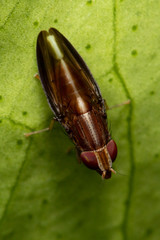 Cephaloconus cyprinus