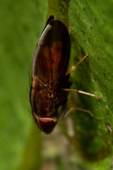 Cephaloconus cyprinus