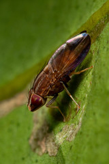 Cephaloconus cyprinus