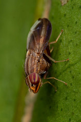 Cephaloconus cyprinus