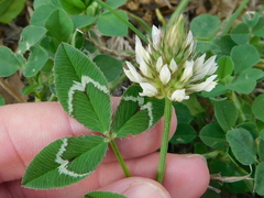 Trifolium vesiculosum