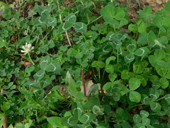 Trifolium vesiculosum