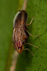 Cephaloconus cyprinus