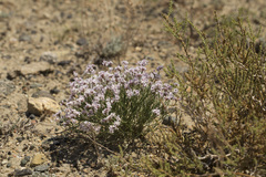 Limonium hoeltzeri