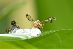 Zeugodacus cucurbitae