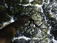 Quercus myrsinifolia