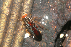 Euphyllodromia angustata