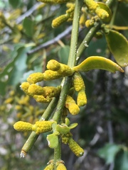 Phoradendron brachystachyum