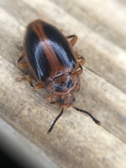 Epipocus cinctus