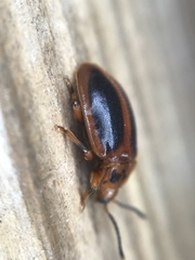 Epipocus cinctus