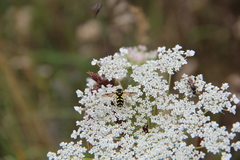 Xanthogramma pedissequum