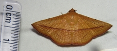 Striglina