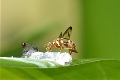 Zeugodacus cucurbitae