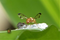 Zeugodacus cucurbitae