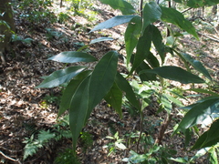 Quercus myrsinifolia