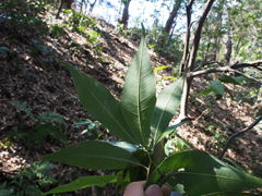 Quercus myrsinifolia