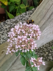 Bombus