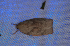 Euchaetis
