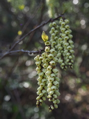 Stachyurus praecox