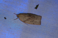 Euchaetis