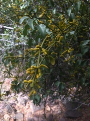 Phoradendron brachystachyum