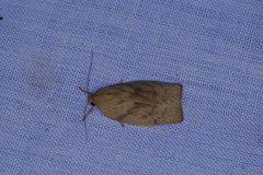 Euchaetis
