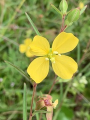 Ludwigia maritima