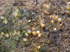 Sphaerobolus stellatus