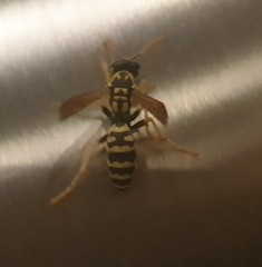 Polistes dominula