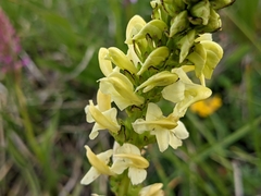 Pedicularis ascendens