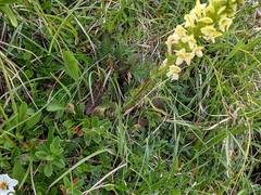 Pedicularis ascendens