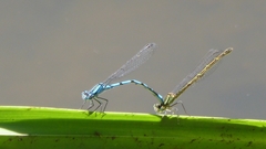 Enallagma cyathigerum